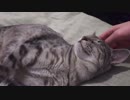 【小雪と】猫にベッドを占領されて肩身の狭いおかーちゃん【小梅】