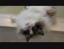レオとしじみの新生活 Vol.29 　猫のぬいぐるみで遊ぶ猫