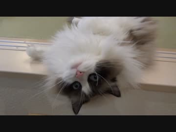 レオとしじみの新生活 Vol.29 　猫のぬいぐるみで遊ぶ猫