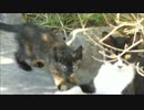 何かを探す子猫 & こちらを警戒する母猫