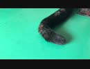 シッポ