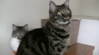 猫の日常61　～太陽　まる偏～