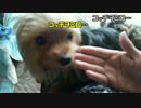 三匹が戯れる！