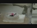 蟻戦争＃29 ゴミ置き場編