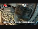 【デグー成長日記】隠す女
