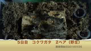 ただ眺める。コクワガタ育成記録。part3