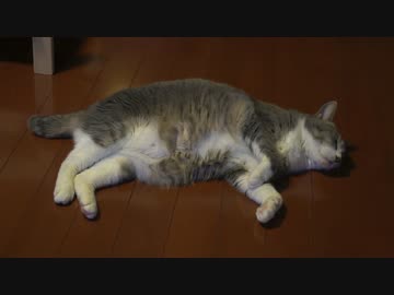 【モアクリ】 ネムネムズ