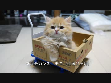 【マンチカンズ】子猫の宅急便