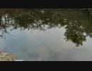 【初音ミク】忍野八海【オーケストラ】
