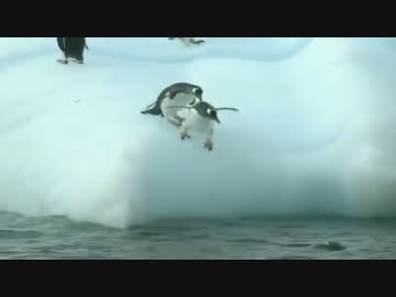 氷山に乗ったり乗れなかったり落とされたりするペンギン