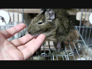 【デグー】∼あほの子零くん∼Part1