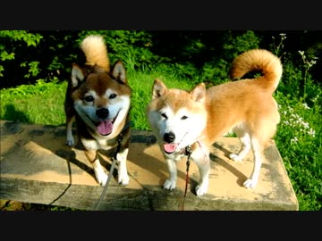 なかよし柴犬ひかいちめろ親子 （13才と12才）