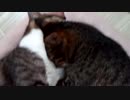 見てるこっちが暑苦しくなる猫