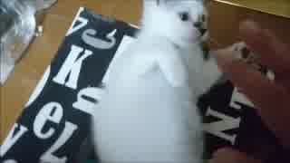 【捨て猫３２】こちょこちょしてみた