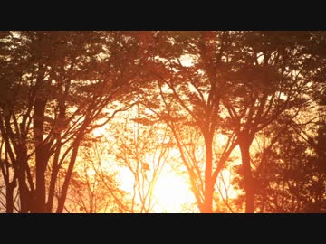 霧雨が降る森【ボイスドラマ】５　～記憶～
