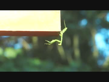 カマキリくんの冒険