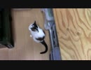 こんげつのたいじゅうそくてい【蒼民家の猫々】