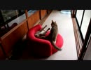 ソファーを賭けた兄弟猫の争い。