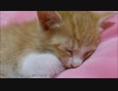 赤ちゃん猫、一番好きなトコ♪♪