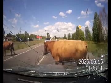 車に轢かれてしまう牛