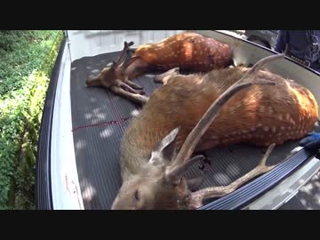 狩猟の現場から 夏真っ盛り 2/3 【閲覧注意】動物の死骸映像あり