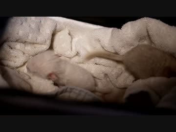 生後一日目のチンチラの赤ちゃん