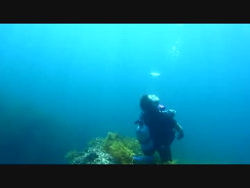 日本海でダイビング #5
