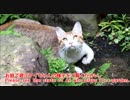 お庭でLet's hunting!!な猫。今日の獲物はトンボです。