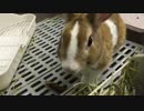 ケージ扉に大勝利したウサギさんUC