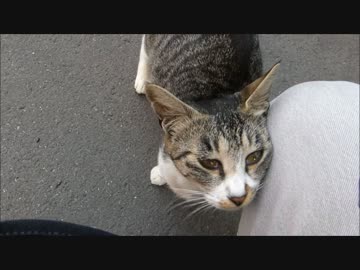 顔をスリスリ・・何でこんなに人懐こいんだ