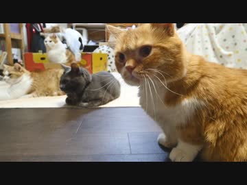 【マンチカンズ】猫がブラッシングシャーッ！