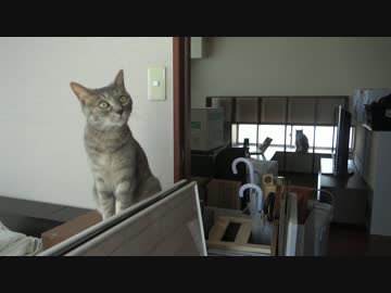 【モアクリ】 ネコとお引越し 2016 (1/3) ごちゃごちゃ編