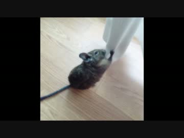 【デグー】∼あほの子零くんの砂浴びの巻∼