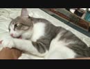 元捨て猫と拾い主がピローなトークしてみた