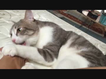 元捨て猫と拾い主がピローなトークしてみた