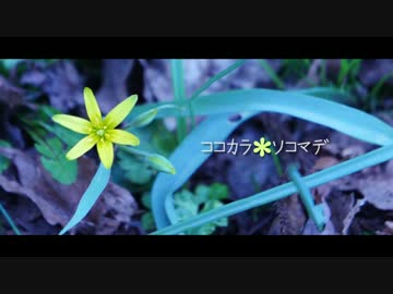 ココカラソコマデ【shalo × 夕季森 灯】