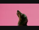 Tieks - Sunshine feat. Dan Harkna