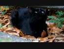 じっとしている黒猫