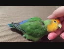 留守番でくたびれ喉を鳴らすインコ