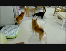 はしゃいで扇風機で眠る柴犬と虫を追う猫