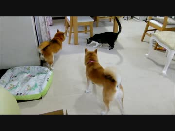 はしゃいで扇風機で眠る柴犬と虫を追う猫