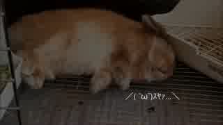 生後３か月のおっさん【うさぎ】