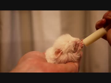 生後4日目のチンチラの赤ちゃんにミルクを飲んでもらったよ ニコニコ動画