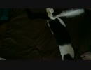 スローで見るルイジ君 super cats