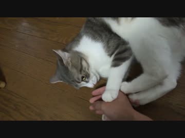 汚い鳴き声だった捨て猫，声帯を買い換える