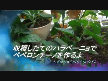 収穫したてのハラペーニョでペペロンチーノを作るよ