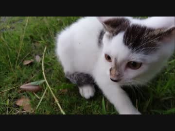 【捨て猫３８】初めての外出で事件が