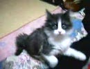 突然からまれました