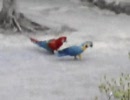 コンゴウインコの出勤