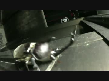 【にしやんFC】カブトムシ捕ってきた！※閲覧注意